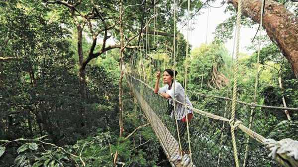 پارک ملی تامان نگارا (Taman Negara National Park )